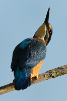 4517  Alcedo atthis (Martin pescatore, maschio)